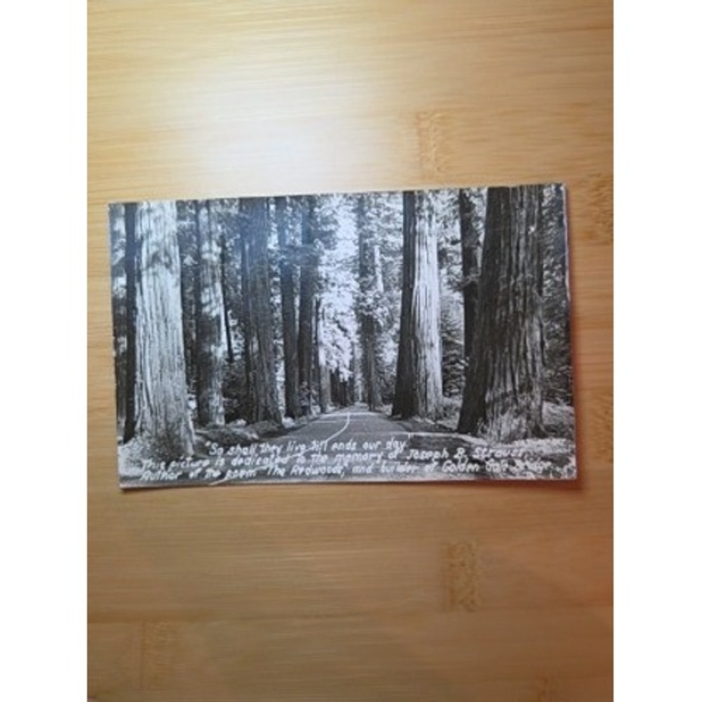 Vintage Redwood Forest Photo Postcard Joseph B Strauss Tribute